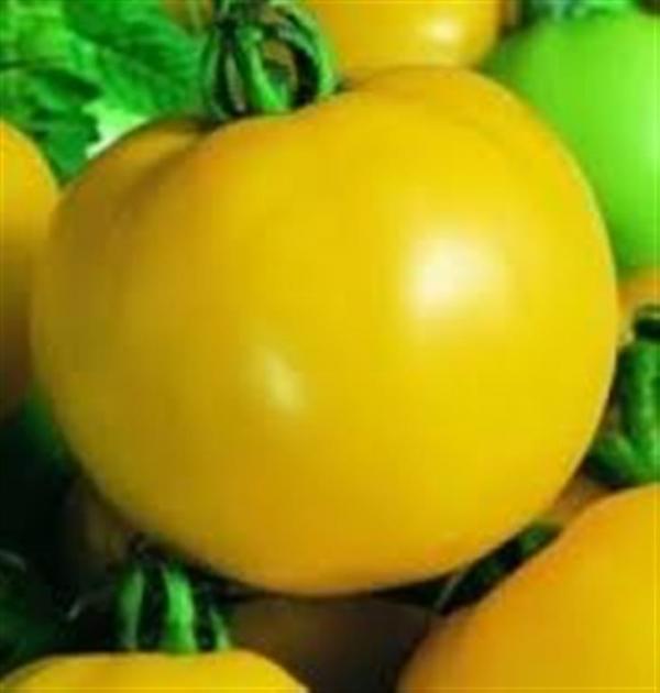 Golden Sunburst yellow salad tomato 20 seeds